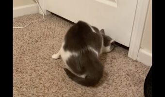 猫の体が液体過ぎる！ドアの下にあった僅かな空間を通って部屋の外に出ちゃった！！