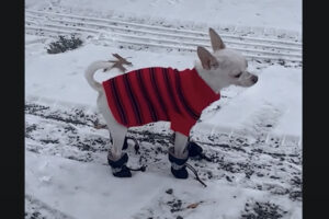 雪の中を歩くチワワ。ブーツを履かせてもらったので安心して歩き回れます！！【アメリカ・動画】