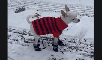 雪の中を歩くチワワ。ブーツを履かせてもらったので安心して歩き回れます!!【アメリカ・動画】