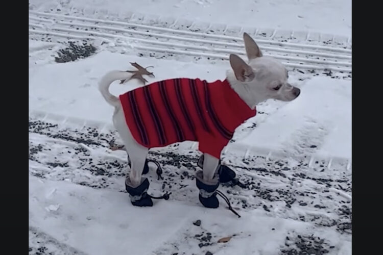 雪の中を歩くチワワ。ブーツを履かせてもらったので安心して歩き回れます！！【アメリカ・動画】