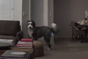 物音に反応して階下に降りたシーパドゥードル。外に向かって吠え始め愛犬をマイクを通して呼んだ結果・・