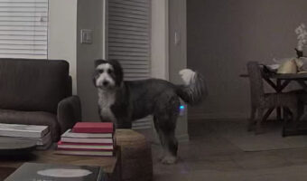 物音に反応して階下に降りたシーパドゥードル。外に向かって吠え始め愛犬をマイクを通して呼んだ結果・・