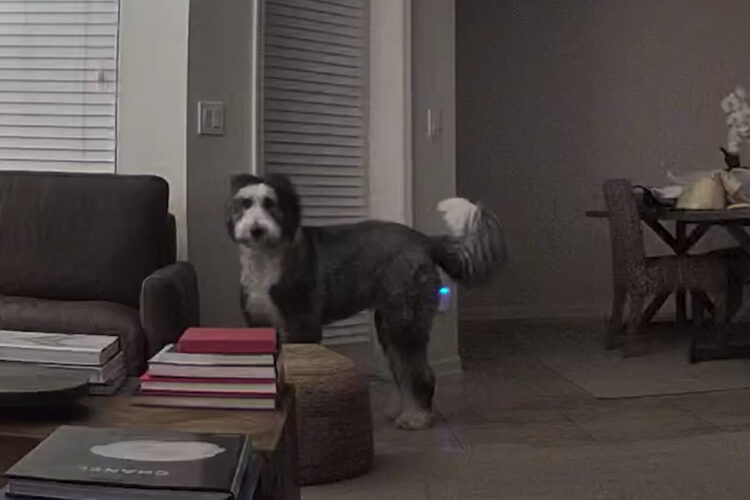 物音に反応して階下に降りたシーパドゥードル。外に向かって吠え始め愛犬をマイクを通して呼んだ結果・・