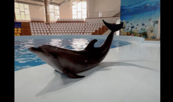 これは芸術点が高い！プールから上がったイルカがスピン！！キレイにくるくる回転している！！