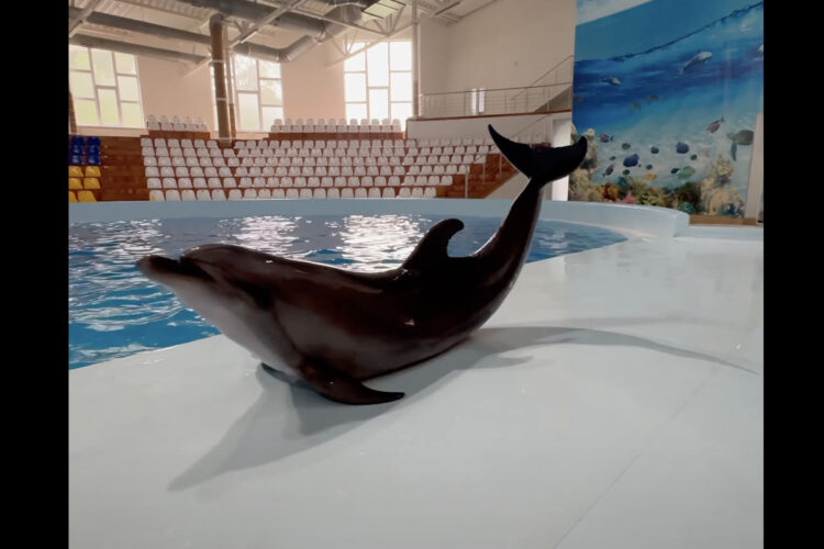 これは芸術点が高い！プールから上がったイルカがスピン！！キレイにくるくる回転している！！