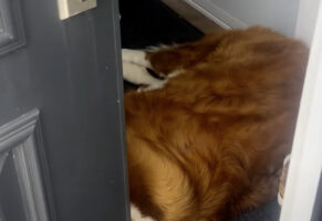 ドアの前は愛犬のお昼寝スポット！？帰宅したけど愛犬がいてドアが開ききらない・・【海外・動画】