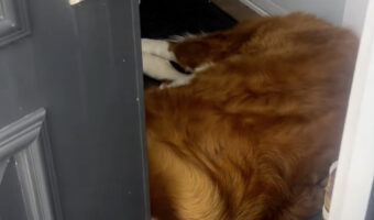 ドアの前は愛犬のお昼寝スポット!?帰宅したけど愛犬がいてドアが開ききらない・・【海外・動画】