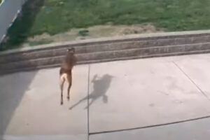 あいた〜！リスを追って庭を走ろうとした犬。ところがジャンプする距離を見誤り・・、とんでもないことに！！