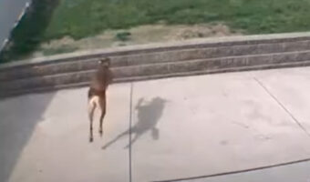 あいた〜！リスを追って庭を走ろうとした犬。ところがジャンプする距離を見誤り・・、とんでもないことに！！