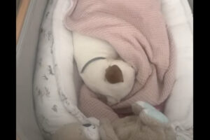 いいお昼寝スポットを発見した愛犬。のんびりまどろんでいるその場所は・・ベビーベッド！？！？【海外・動画】