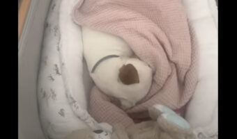 いいお昼寝スポットを発見した愛犬。のんびりまどろんでいるその場所は・・ベビーベッド！？！？【海外・動画】