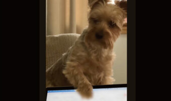 「おさんぽに連れて行って！」愛犬がパソコンのディスプレイを叩いて熱いアピール！！