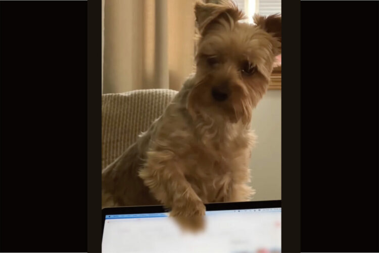 「おさんぽに連れて行って！」愛犬がパソコンのディスプレイを叩いて熱いアピール！！