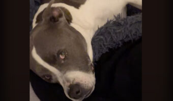 ベッドに寝転んだまま寝室に運ばれてくる愛犬。おネムはこの子は起き上がる気もない！？【海外・動画】