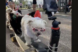 とってもかわいいクリスマスパレード？仮装した犬たちが乗って、スケートボードもパレードフロートに大変身！！【海外・動画】