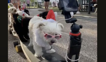 とってもかわいいクリスマスパレード？仮装した犬たちが乗って、スケートボードもパレードフロートに大変身！！【海外・動画】