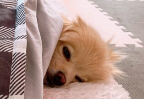 自分のことを犬だと思っていない？お布団にくるまるポメラニアンの姿がかわいすぎる！！