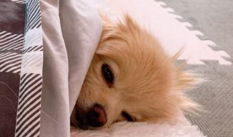 自分のことを犬だと思っていない?お布団にくるまるポメラニアンの姿がかわいすぎる!!