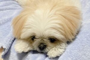 クッションの上にいるポメシーズがあざとかわいい！「もともとかわい過ぎるのにまだかわいくなれるなんて」