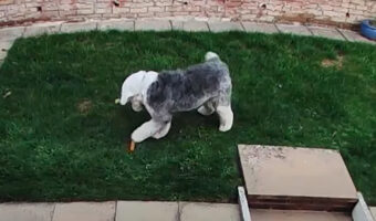 お庭をピョンピョン!ウサギのように跳ね回るオールド・イングリッシュ・シープドッグは新しいオモチャに大喜びしてはしゃいでる!!