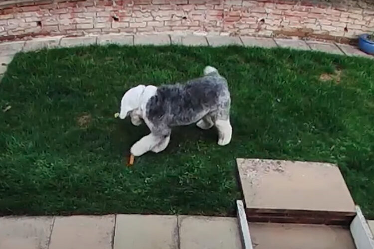 お庭をピョンピョン！ウサギのように跳ね回るオールド・イングリッシュ・シープドッグは新しいオモチャに大喜びしてはしゃいでる！！