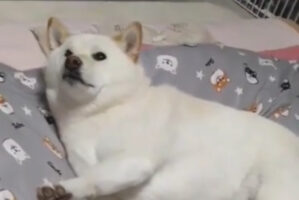 布団を敷いたら、いち早く寝転ぶ柴犬。「さぁ〜寝ますよ」とアピールする姿がかわいすぎる！