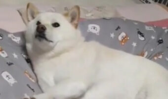 布団を敷いたら、いち早く寝転ぶ柴犬。「さぁ〜寝ますよ」とアピールする姿がかわいすぎる!