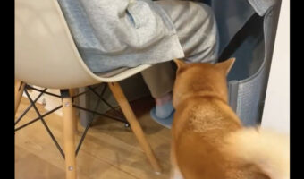 寒くなったので、デスクワーク用こたつを設置した結果・・。足はあたたまるし、モフモフで羨ましいことに!!