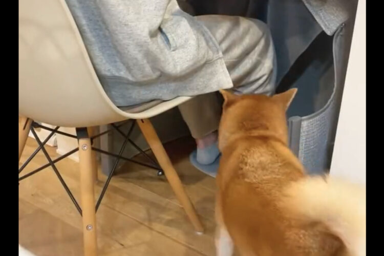 寒くなったので、デスクワーク用こたつを設置した結果・・。足はあたたまるし、モフモフで羨ましいことに！！