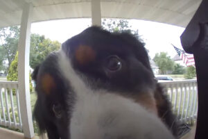 家を抜け出した愛犬。ドアベルを鳴らして「ただいま〜」と帰ってきましたが・・誰もドアベルの使い方を教えたことはない！？