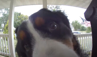 家を抜け出した愛犬。ドアベルを鳴らして「ただいま〜」と帰ってきましたが・・誰もドアベルの使い方を教えたことはない!?