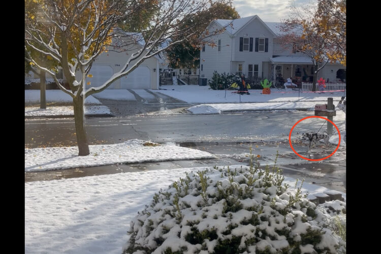 ダルメシアンが2頭おさんぽ中？いや3頭？！？！どうやら、ハロウィンの仮装だったみたい【アメリカ・動画】