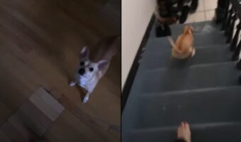 お散歩が待ちきれずテンションMAXのワンコ!玄関から飛びだした瞬間に予想外のリアクションに!