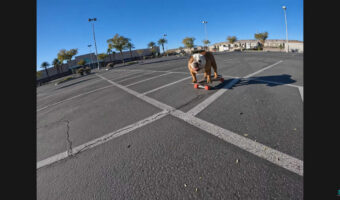 ブルドッグの特技はスケートボード!?地面をキックし・・上手に乗りこなしています!!【アメリカ・動画】