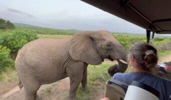 ゾウのファンサ！？サファリツアー中にゾウが急接近！！カメラが気になった？？【海外・動画】