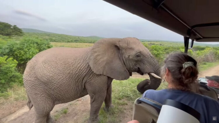 ゾウのファンサ！？サファリツアー中にゾウが急接近！！カメラが気になった？？【海外・動画】