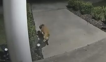 玄関先に現れたキツネ。その後を追うように姿を見せたのは・・獰猛な事で知られる『あの生き物』!?