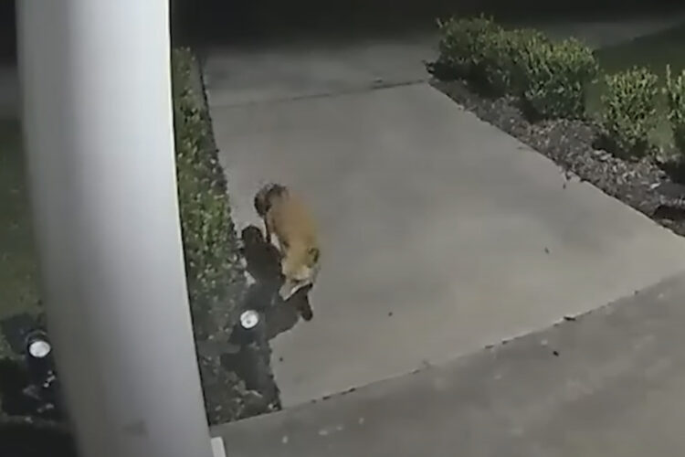 玄関先に現れたキツネ。その後を追うように姿を見せたのは・・獰猛な事で知られる『あの生き物』！？