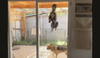 グレイハウンドが元気にジャンプ!!高く高く跳ねていますが・・飼い主さんに遊んでほしいみたい!!【海外・動画】