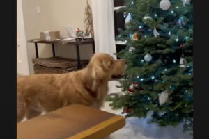 気に入ったのかな？ゴールデンリトリバーがクリスマスオーナメントをツリーから取って行った！！【アメリカ・動画】