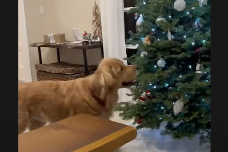 気に入ったのかな？ゴールデンリトリバーがクリスマスオーナメントをツリーから取って行った！！【アメリカ・動画】