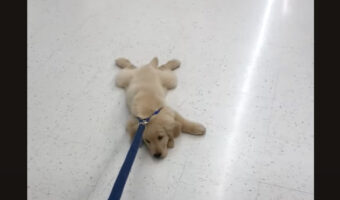 買い物の付き添いはしたくない？ゴールデンリトリバーの子犬が歩くのを拒否！！【アメリカ・動画】