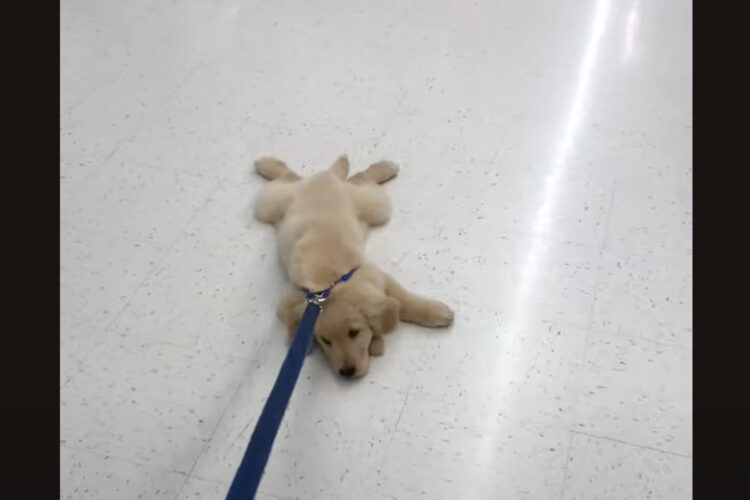 買い物の付き添いはしたくない？ゴールデンリトリバーの子犬が歩くのを拒否！！【アメリカ・動画】