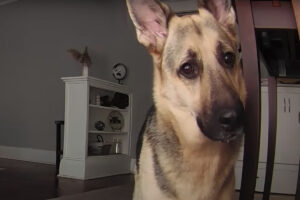 首を傾げるジャーマンシェパード。いないはずのママさんの声が聞こえて不思議そうにしているのがかわいい！！