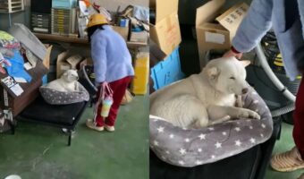 子供に起こされて「おはよう」と返事した！？おててを上げた柴犬