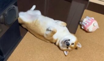ヘソ天している姿がかわいい！柴犬は触ってアピールで寝転がり中！！