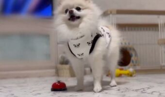 ベルを鳴らすポメラニアン。鳴らすとお姉ちゃんとおいかけっこができるのが楽しくて、何度も繰り返しちゃう！！