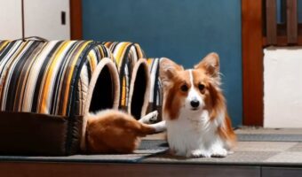 クリスマスのローストチキンがバタバタ動いてる?!コーギーが「なに撮ってんだよって顔」してくるけど・・、その背後の光景が話題に