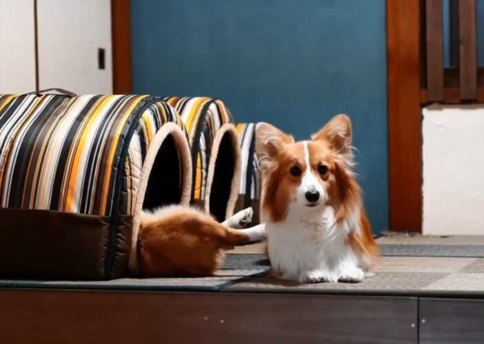 クリスマスのローストチキンがバタバタ動いてる？！コーギーが「なに撮ってんだよって顔」してくるけど・・、その背後の光景が話題に