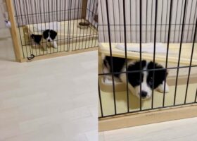 おかしな状態になっているよ！？ボーダーコリーの不思議な状況が話題に！「どうしてそうなった！？」